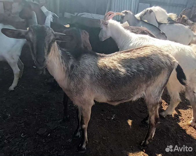 Молочные козы