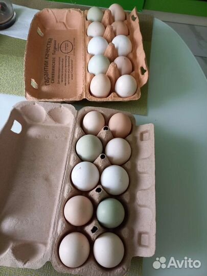Яйцо перепелиное, куриное