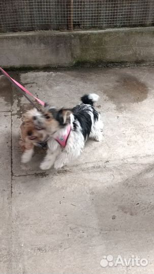 Собаки в добрые руки отдам бесплатно