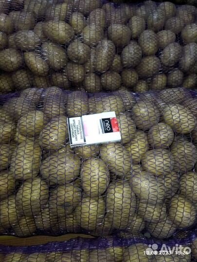 Картофель Галла