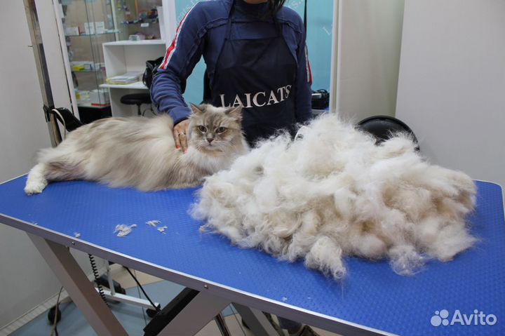 Cтрижка собак и кошек бесплатно в качестве модели