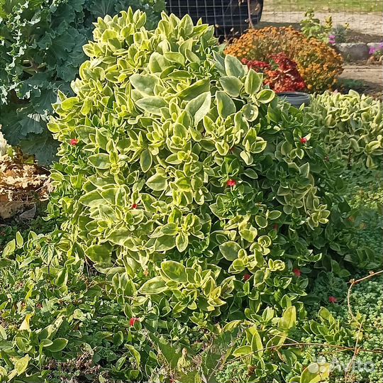 Аптения (рассада)