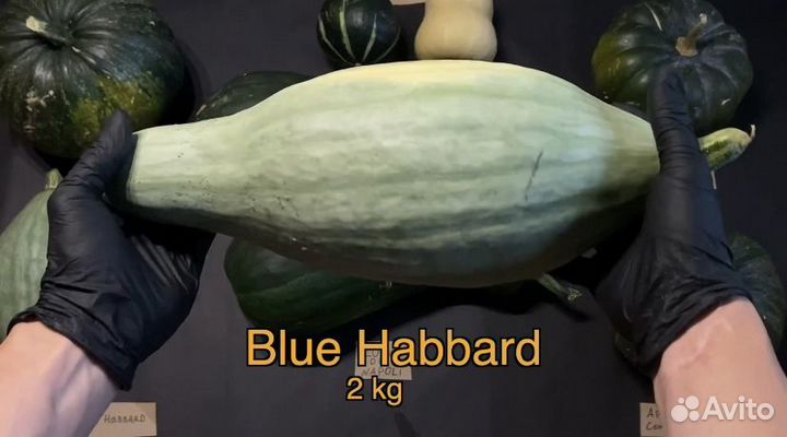 Семена тыквы Blue Hubbard (Голубой Хаббард) 2023