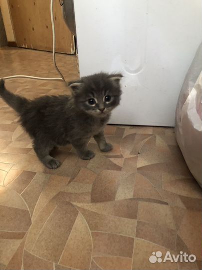 Котенок ищет дом