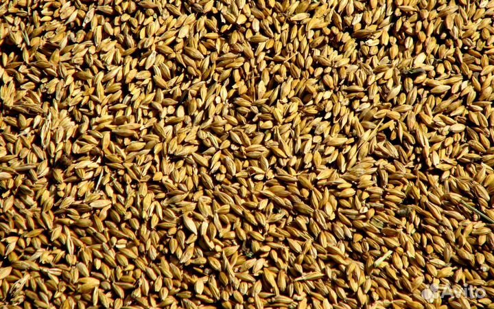Зерно ячмень