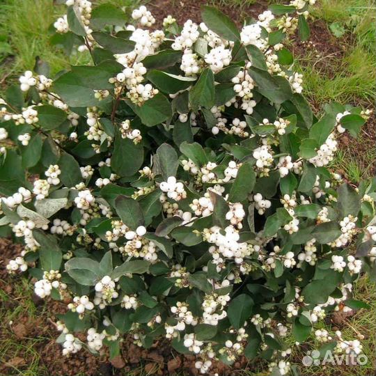 Снежноягодник