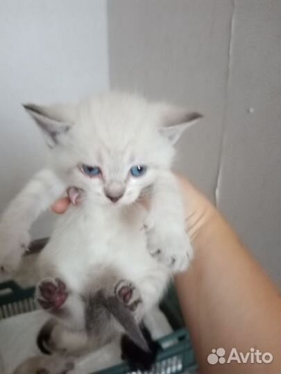 Котята Тайской кошки