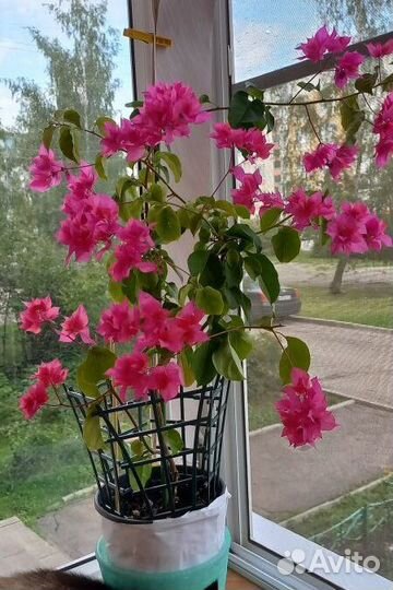 Бугенвиллия