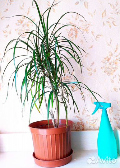 Пальма драцена