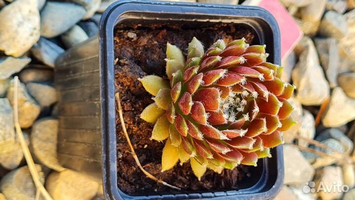 Суккуленты