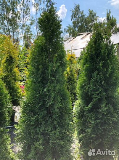 Туя 1,5м