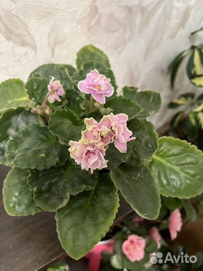 Цветущие фиалки