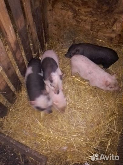 Вьетнамские вислобрюхие поросята