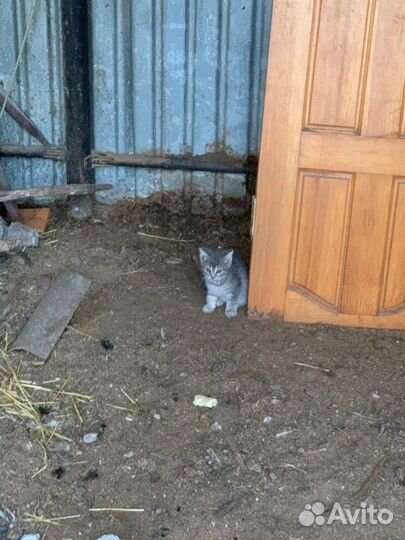 Кошка в дар бесплатно