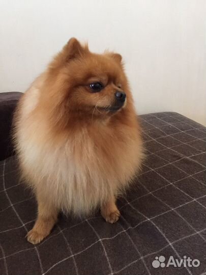 Вязка Померанский шпиц