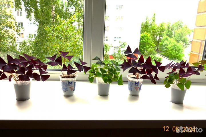 Продаю цветы комнатные кислица, фиолетовые и зелён