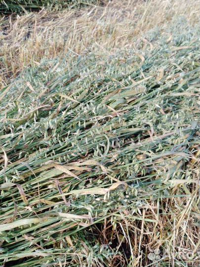 Сено (не обмолоченный овёс) в рулонах