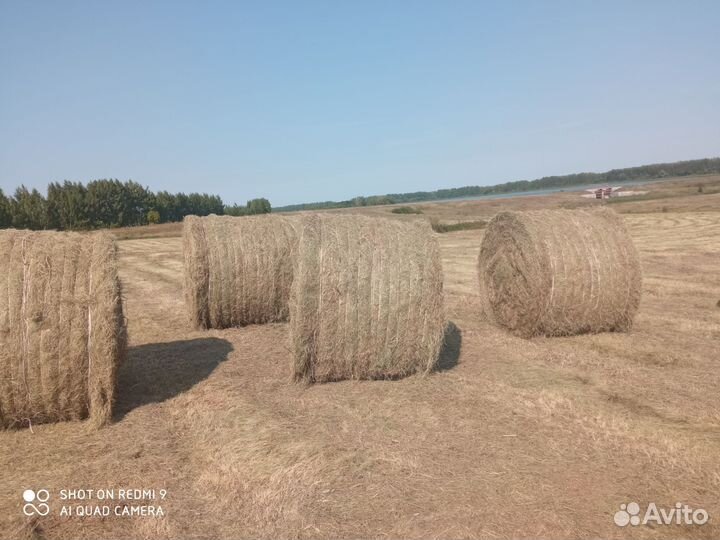 Сено в тюках