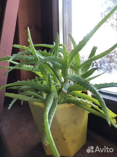 Столетник лечебный