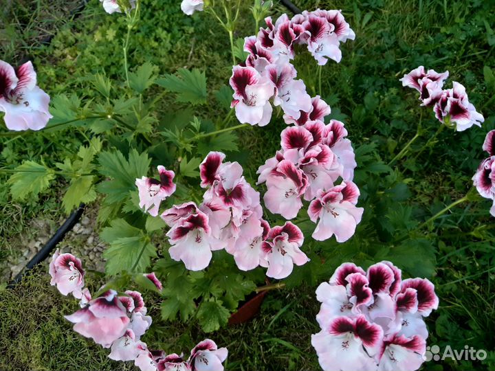 Пеларгонии сортовые