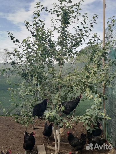 Инкубационное яйцо