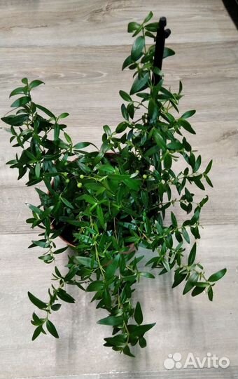 Миртовое дерево