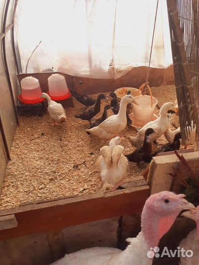 Утята индоутки