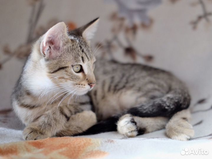 Котёнок мальчик