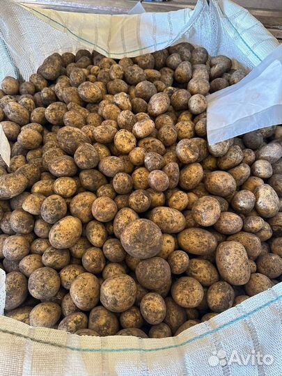 Картошка продажа