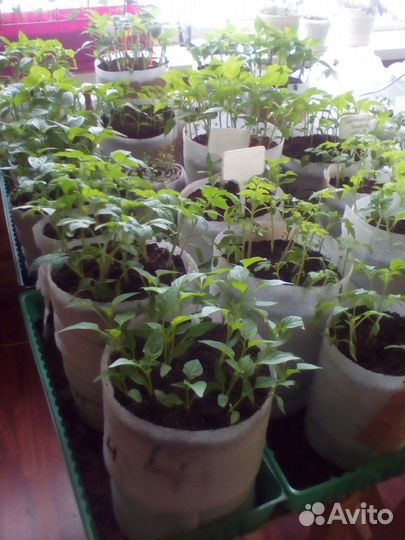 Продажа рассады томаты, перцы, огурцы 100 сортов