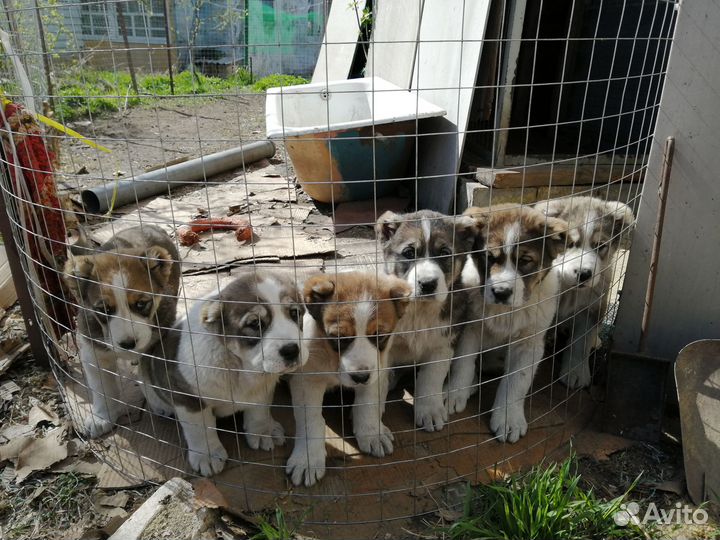 Щенки среднеазиатской овчарки. Алабай