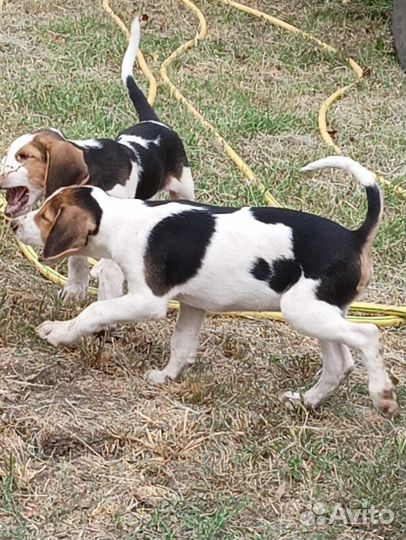 Русская пегая гончая