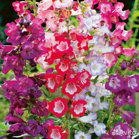 Рассада многолетних цветов