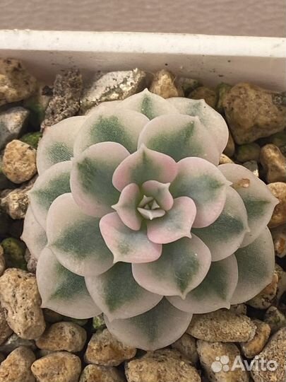 Редкие эхеверии Корея