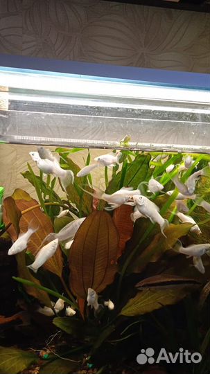 Улитка Теодоксус/Гуппи/Гурами мрамор/Золотые рыбки