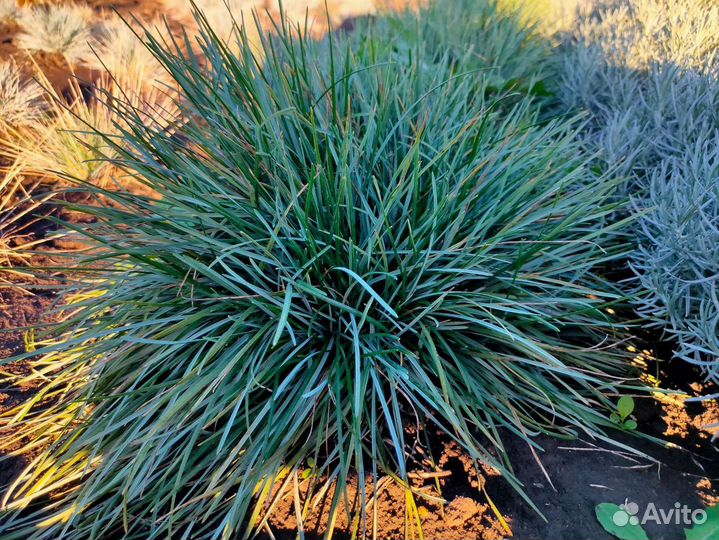 Саженцы, кустарники, рассада