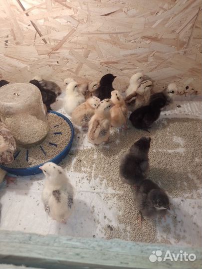 Цыплята микс,утята,петух Павловловское Золото