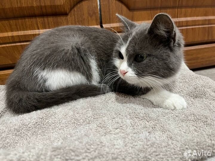Ласковая кошечка