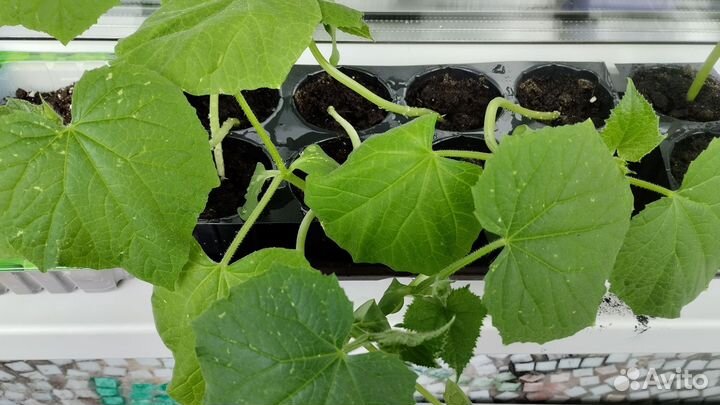 Рассада огурцов