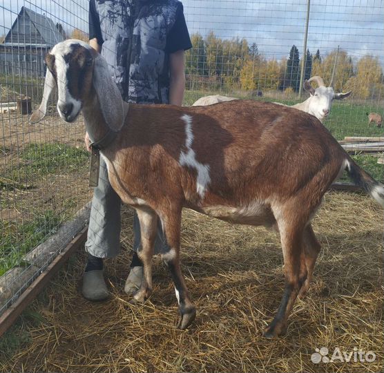 Дойные нубийские козы