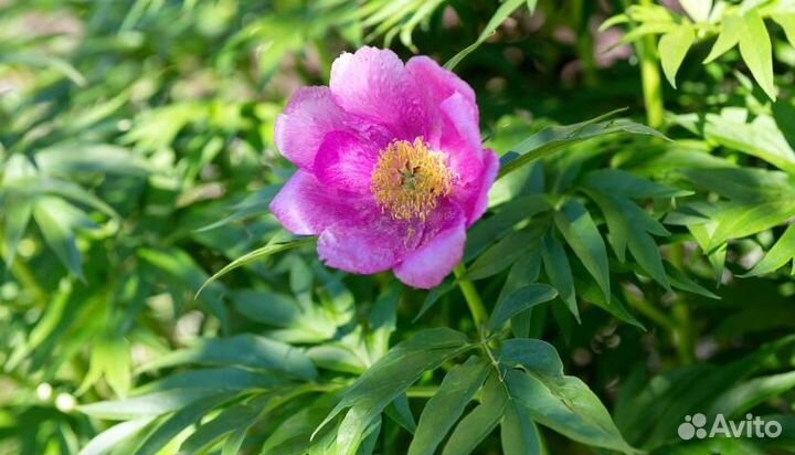 Пион уклоняющийся Марьин Корень пионы сортовые