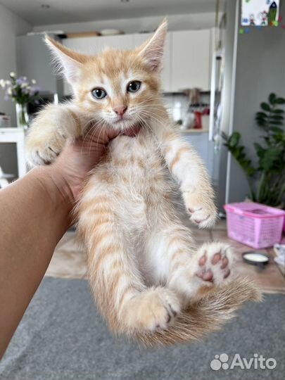 Котята