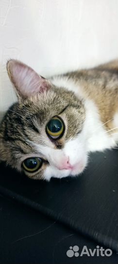 Кошка в дар бесплатно