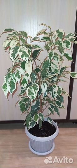 Фикус Бенджамина Старлайт