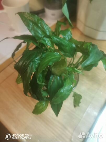 Комнатные растения.женское счастье Спацифиллум