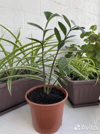 Замиокулькас