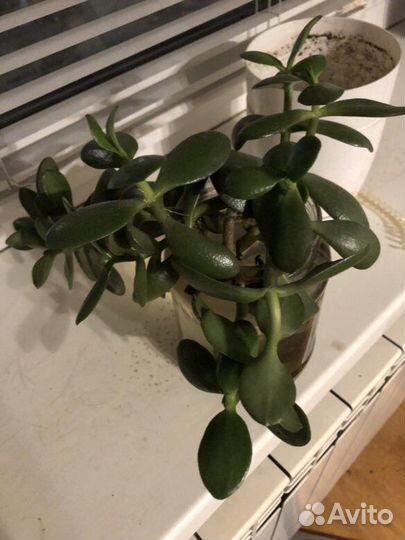 Денежное дерево