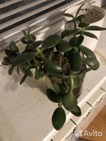 Денежное дерево