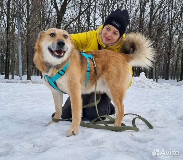 Собака Ханни в добрые руки