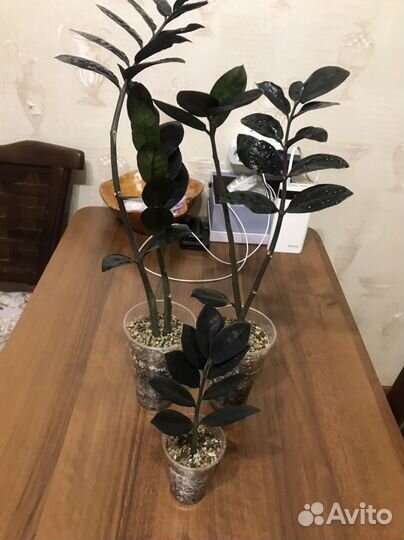 Замиокулькас черный равен